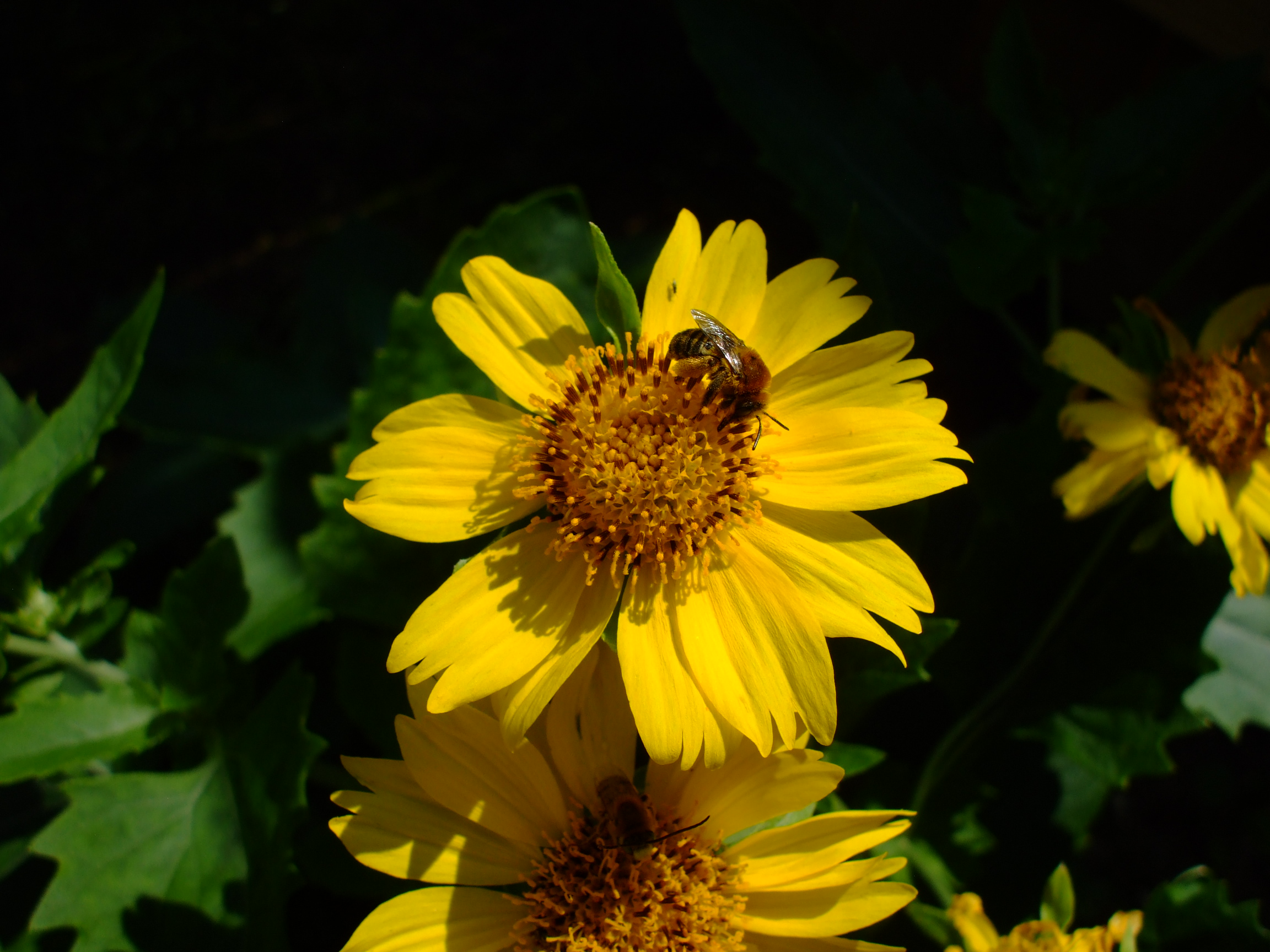 Verbesina encelioides